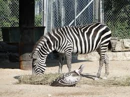 Assiniboine Park Zoo - Winnipeg, Manitoba